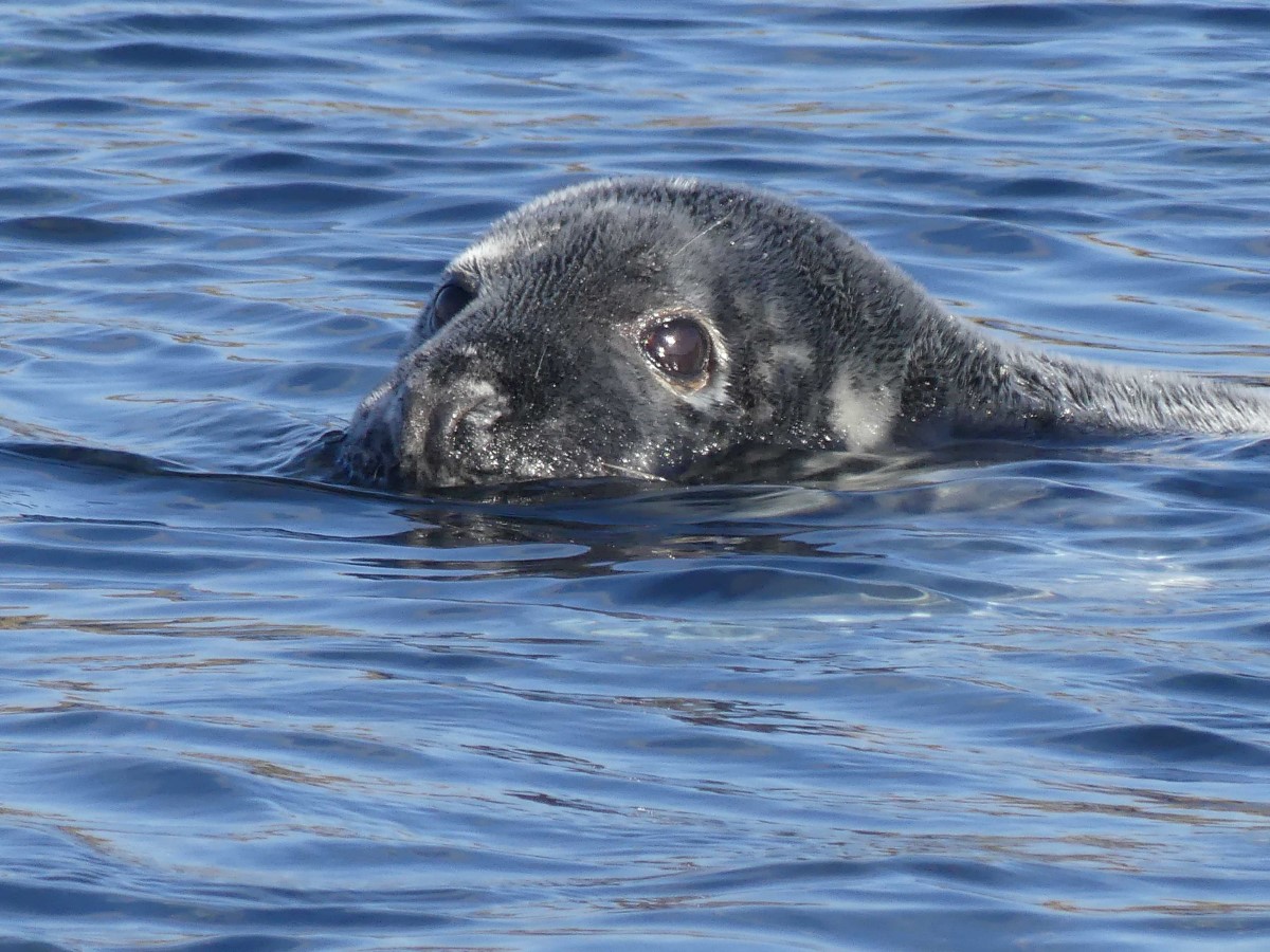 North Atlantic Grey Seal, Skaw, Unst